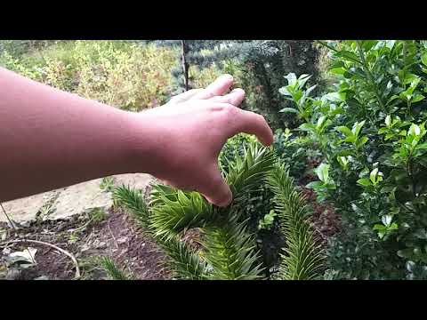 Видео: Араукария чилийская