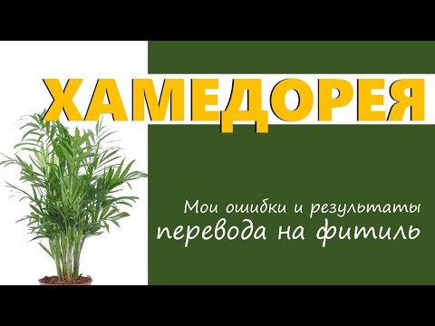 Видео: ХАМЕДОРЕЯ: перевод на фитильный полив