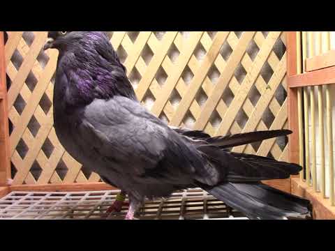 Видео: Ф . 291