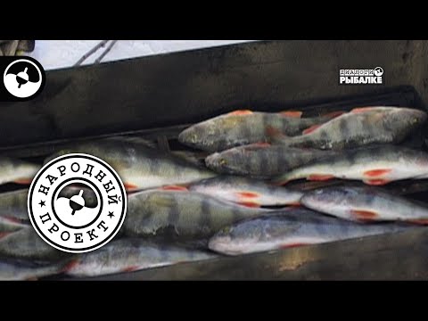 Видео: Ахтуба. Зима. Окунь. Поймал - закоптил | Народный проект