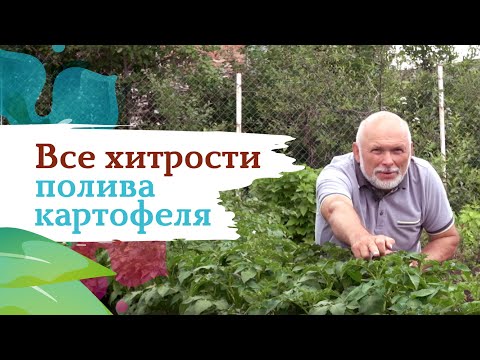 Видео: Полив картофеля - хитрости и ноу хау