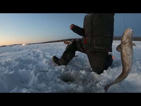 Видео: ЖЕРЛИЦЫ, ПЕРВЫЙ НАЛИМ СЕЗОНА 23-2024г. МОРОЗ КУСАЕТ А МЫ РЫБАЧИМ . . .
