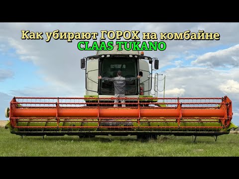 Видео: Самая тяжелая культура в уборке | Как мужики убирают горох на комбайне | Комбайн Клаас Тукано 340