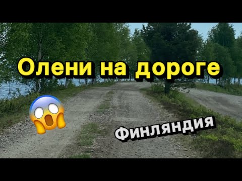 Видео: Нарушители ПДД.🦌Финляндия. Лапландия.