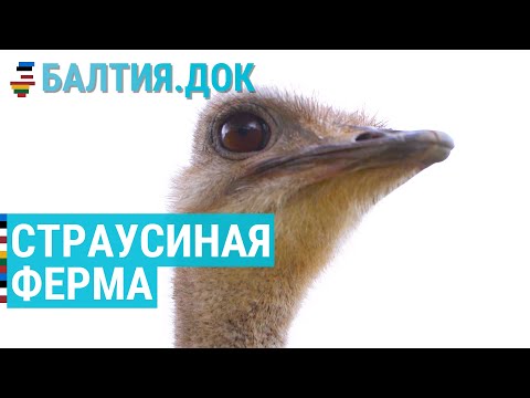 Видео: Ферма африканских животных в Латвии | БАЛТИЯ.ДОК