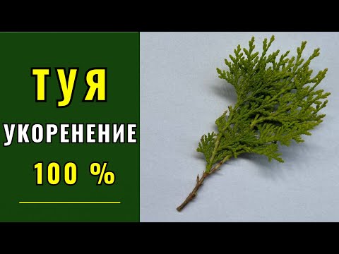 Видео: Размножение Туи. Клонирование. Вегетативный способ. Черенкование.