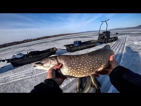 Видео: ЩУКИ ОДНА ЗА ОДНОЙ КАК ДЕД УЧИЛ! ЖЕРЛИЦЫ И ПОСТАВУШКИ