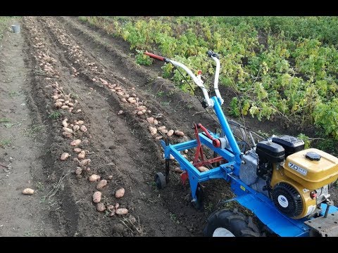 Видео: Картофелекопалка  самокопалка