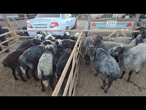 Видео: 5 октября 2025 г. ТУРТКУЛЬ КУЙ БОЗОРИ САВДО АВЖИДА 