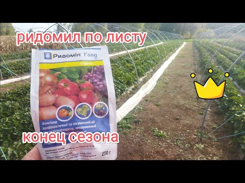 Видео: Ридомил голд по листу, осенние работы на клубнике конец сезона