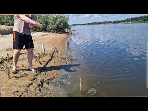Видео: Ловля чехони на донную снать. На резинку на Оке