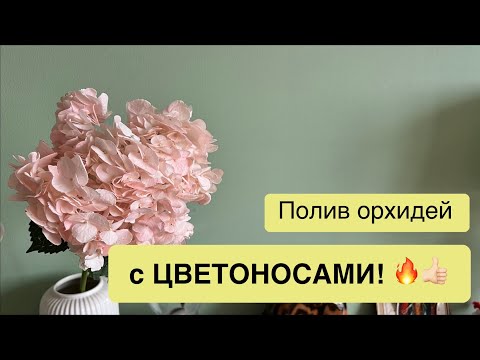 Видео: Ответы на ваши вопросы | Цветоносы и полив