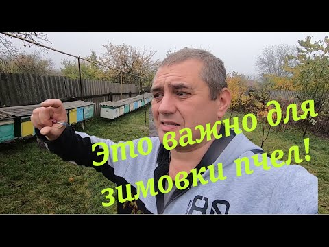 Видео: ✅Это важно для хорошей зимовки пчел! Расстояние от рамок до дна улья!