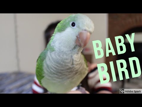 Видео: Чего ожидать в первый день, когда вы принесли птицу домой