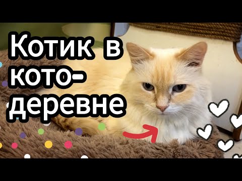 Видео: Симба и другие коты.....😨