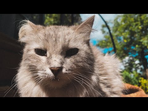 Видео: ЛАМПОВОЕ ЛЕТО - ЭПИЗОД 1