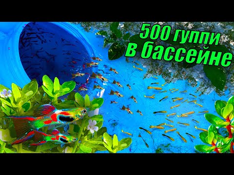 Видео: Запустил 500 гуппи в бассейн! ОГРОМНАЯ стая гуппи в бассейне