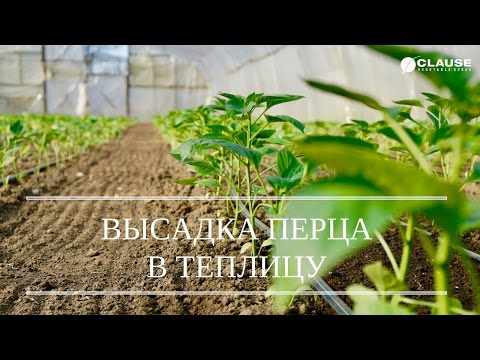 Видео: ВЫСАДКА РАССАДЫ ПЕРЦА В ТЕПЛИЦУ | ВЫСАЖИВАЕМ ГЕРКУЛЕС F1