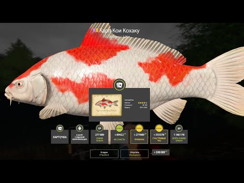 Видео: ПРОВЕРЯЕМ ФАРМ СЕРЕБРА и КОИ на МЕДНОМ и ЗА ТРОФЕЙНЫМ ОСЕТРОМ на ТУНГУСКУ РУССКАЯ РЫБАЛКА 4 РР4