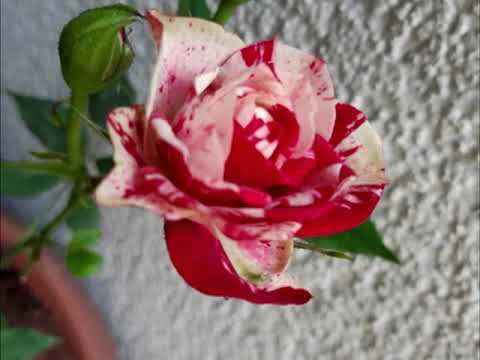 Видео: Улица любви Стихи Ольга Чиханова Музыка Henry Mancini  Moon River Фото О. Чиханова ‎N. Chernisheva‎