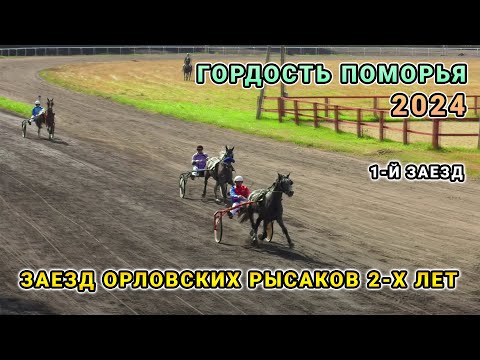 Видео: Заезд лошадей орловско-рысистой породы 2х лет - Гордость Поморья 2024