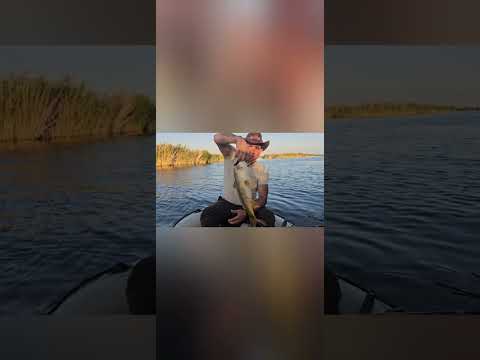 Видео: Сазаны клюют хорошо. блин крутая рыбалка. Балхаш  Буру Байтал