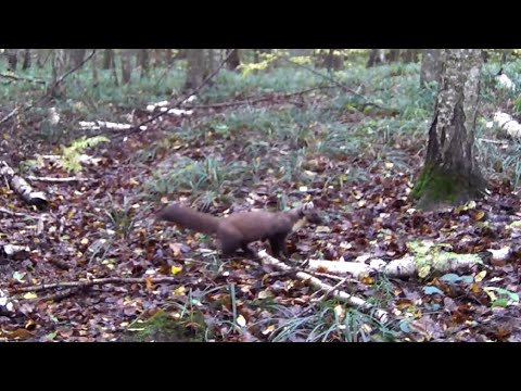 Видео: Темний ліс 2025-10-04_2025-10-11