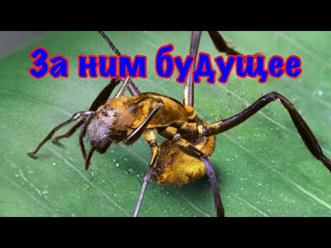 Видео: The Ants. Мирмекотип Реттенмейера