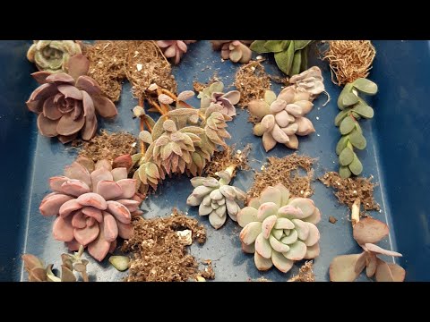 Видео: Запаковка моих растений, 67 позиций, как я отправляю посылочки.