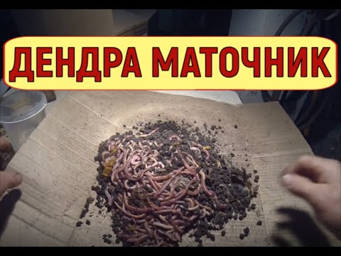 Видео: ЧЕРВЬ ДЕНДРОБЕНА  пересадка маточника в свежий субстрат.