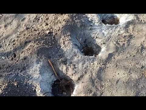 Видео: Малина Химбо Топ, осенняя посадка.