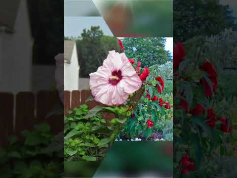 Видео: Уличный гибискус...🌺🌺🌺