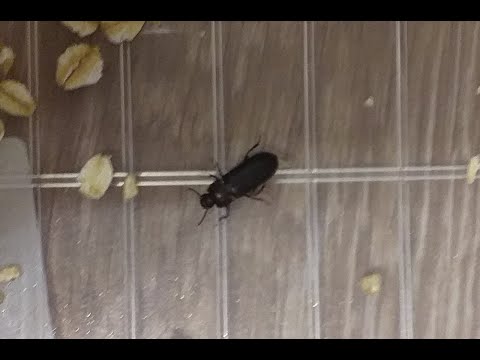 Видео: Взяли в плен мучного хрущака