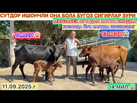 Видео: БУ БОЗОРДА ЙОК НАРХДА СУТДОР ОНА БОЛА БУГОЗ СИГИРЛАР ЗУРИ МИРЗАБЕК ОГА ДАН КАТТА СКИДКА ШОШИЛИНГ.