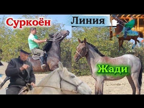 Видео: Линия Жади&Суркоён 2 оспурум БАЗАР-КОРГОН