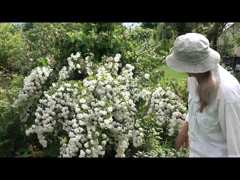 Видео: Спирея: формировка в виде дерева