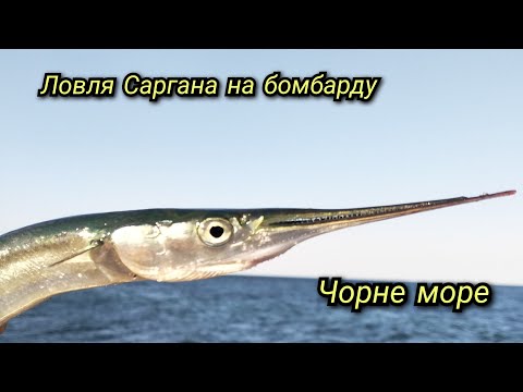 Видео: Сарган пішов !!!Риболовля на ЧОРНОМУ морі 2024