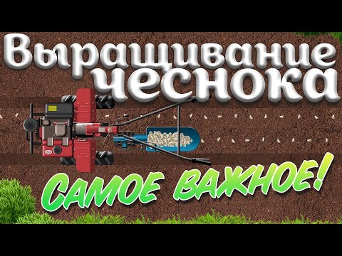 Видео: Техника для выращивания чеснока | Обобщаем информацию