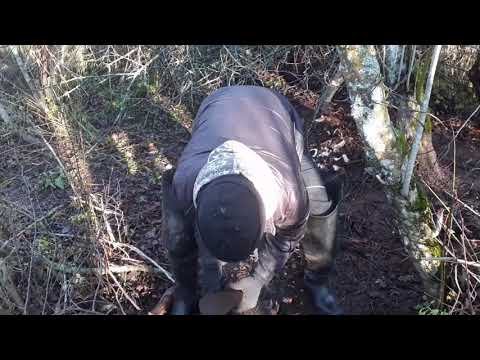 Видео: Бобра на петлю живьём