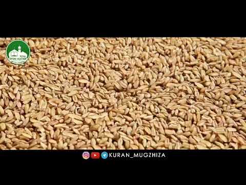 Видео: Өлгенде иманды болсын деу дұрыспа/Ерлан Ақатаев