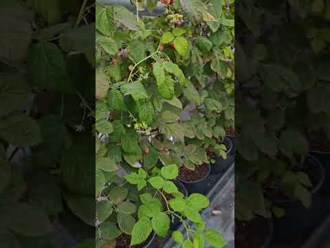 Видео: Подготовка к зиме 