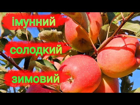 Видео: 95% садівників не знають про цей супер сорт.