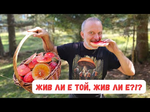 Видео: #Изобилие от #ядливи и #отровни #гъби в #Рила!