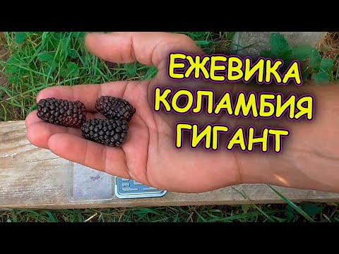 Видео: Ежевика Коламбия Гигант Colambia Giant. Новый сорт безшипой ежевики росяники. Выращивание ежевики.