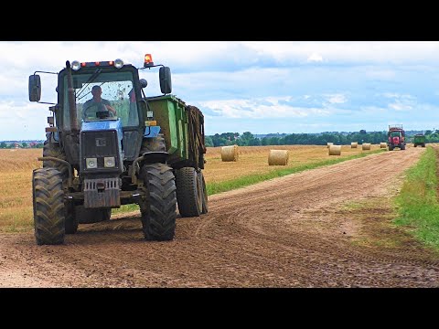 Видео: Масштабная вывозка навоза, МТЗ ТРОПИК 1221.2, МТЗ 1221в.2, МТЗ 2022, МТЗ 3522 Беларус