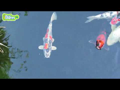 Видео: Балыктар