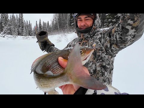 Видео: ЛОВИМ ХАРИУСА СО ЛЬДА В РЖАВОМ РУЧЬЕ / КЛЮЮТ КРУПНЫЕ ЭКЗЕМПЛЯРЫ НА МОРМЫШКУ / РЫБАЛКА В ГЛУХОЗИМЬЕ.
