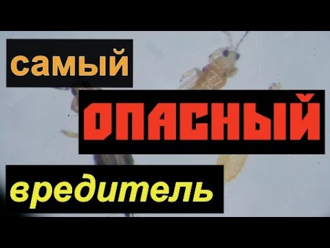Видео: Западный цветочный трипс. Методы борьбы.