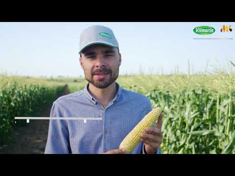 Видео: Биколорная Сахарная Кукуруза HM.Clause (улучшенный вкус)