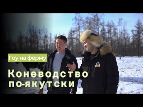 Видео: Выпуск #21 | Якут жылқы шаруашылығы | Якутская порода лошадей